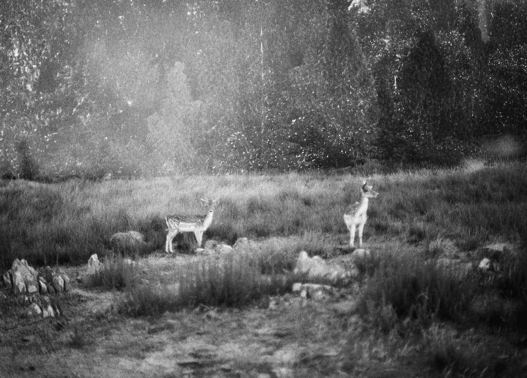 Deers
